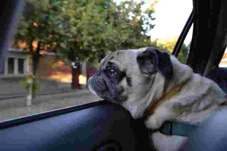 特斯拉推出了“狗模式”，让您的宠物在热门汽车中免受过热