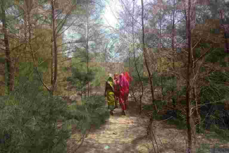 Odisha的女队队捍卫其森林20年