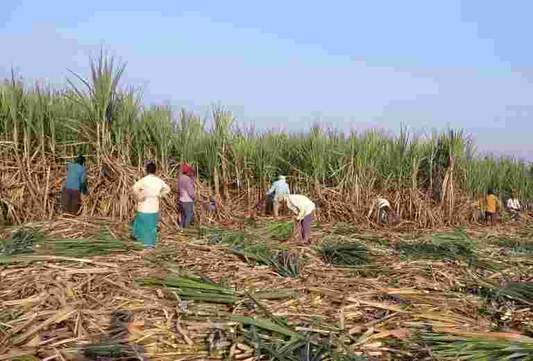 印度糖厂欠甘蔗种植者荣获43.8亿美元