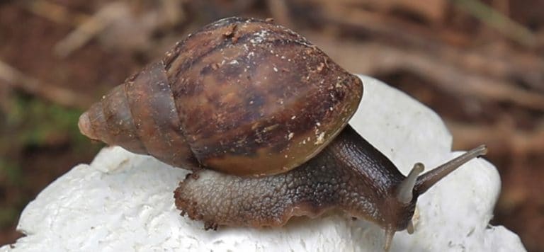 科达库咖啡大播采取巨型蜗牛入侵