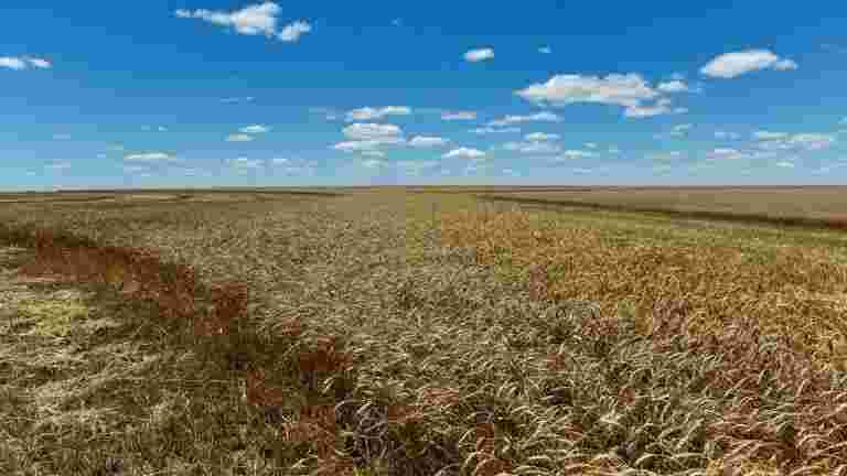 到目前为止，小麦播种了325.35万张张公顷的4％的rabi季节